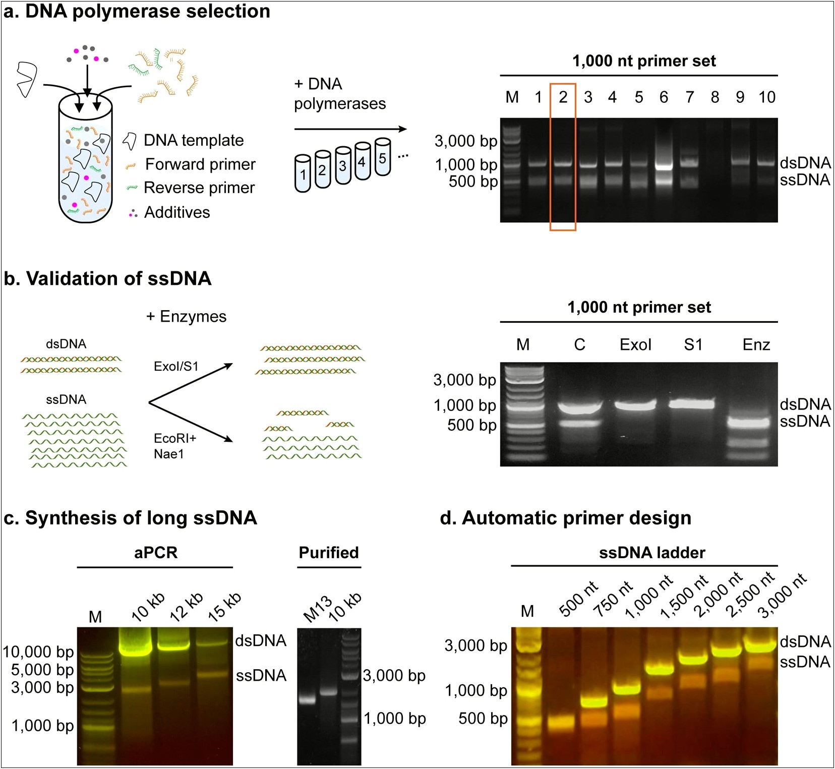 Enzymatic De Novo Ssdna Synthesis Template Free