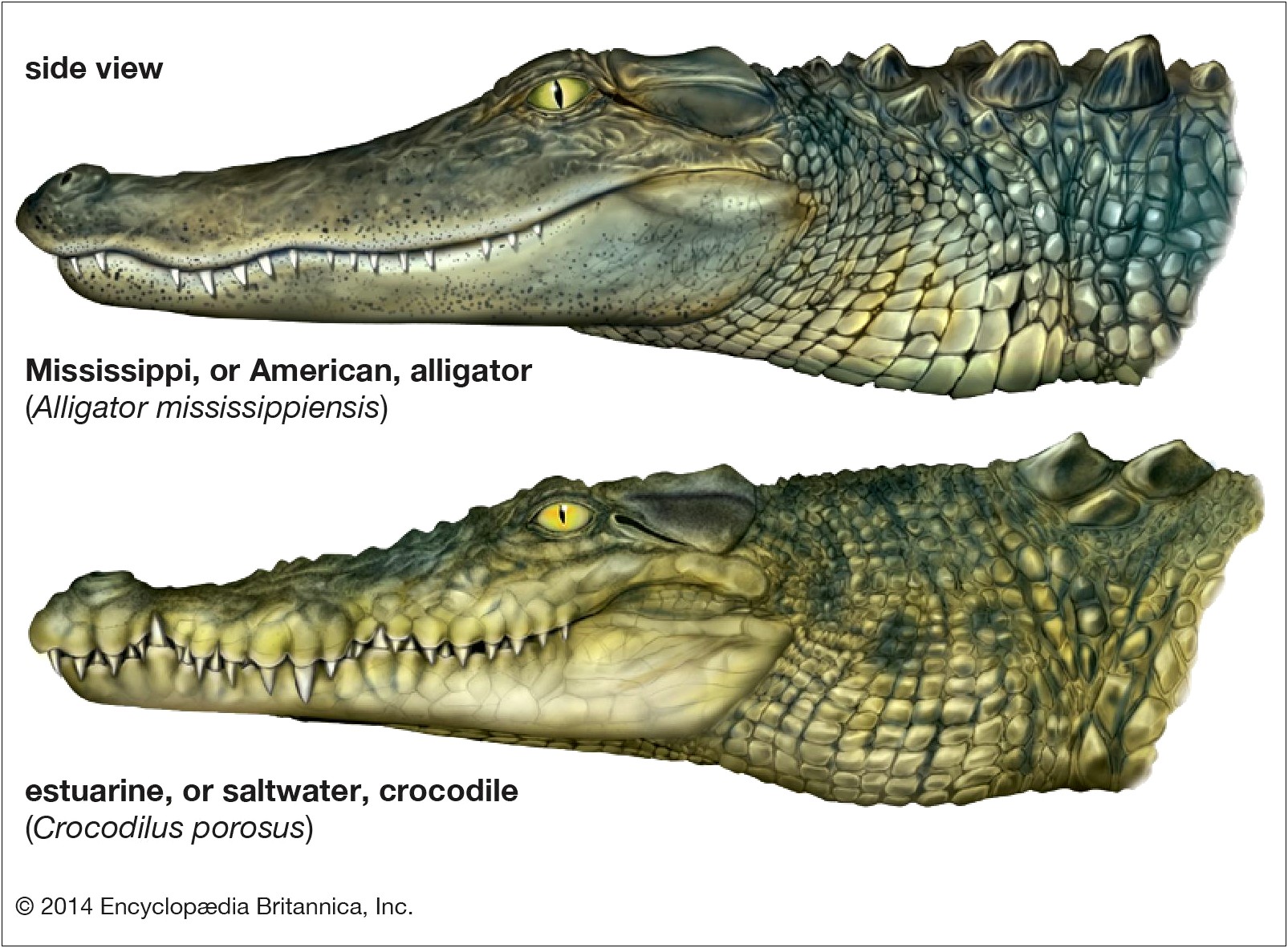 Free End Of Year Alligator Template