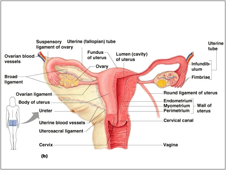 female-reproductive-system-powerpoint-free-template-templates