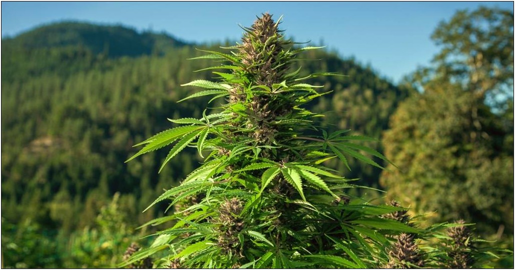 Free Hemp Cultivation Business Plan Template