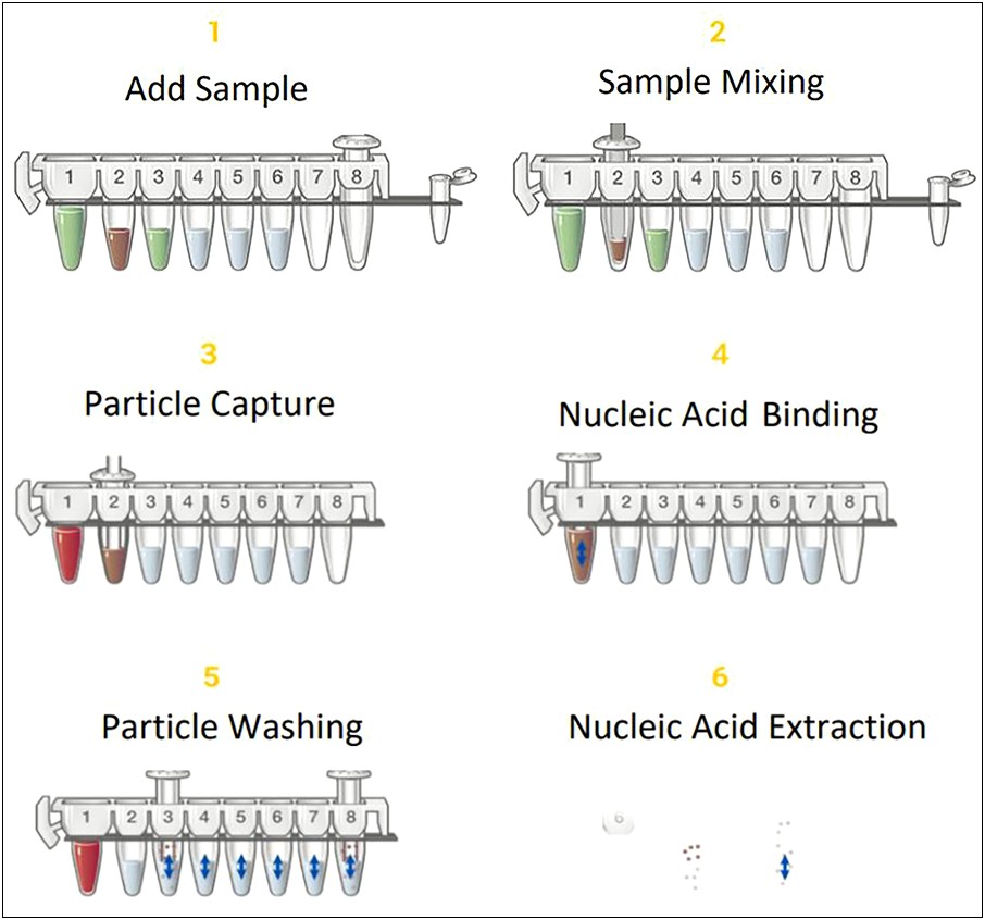 Free Template For Lab Report Dna Extraction