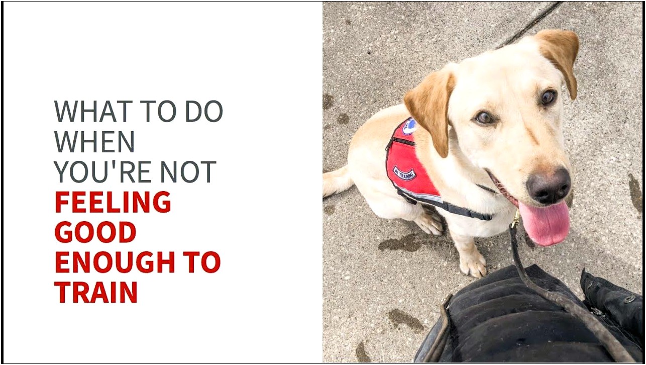 Free Template Service Dog Re Of Registration