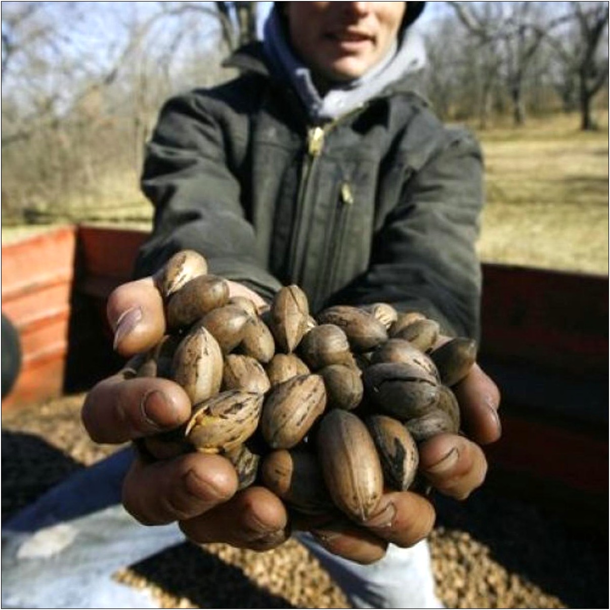 Job Resume Example For Pecan Harvesters