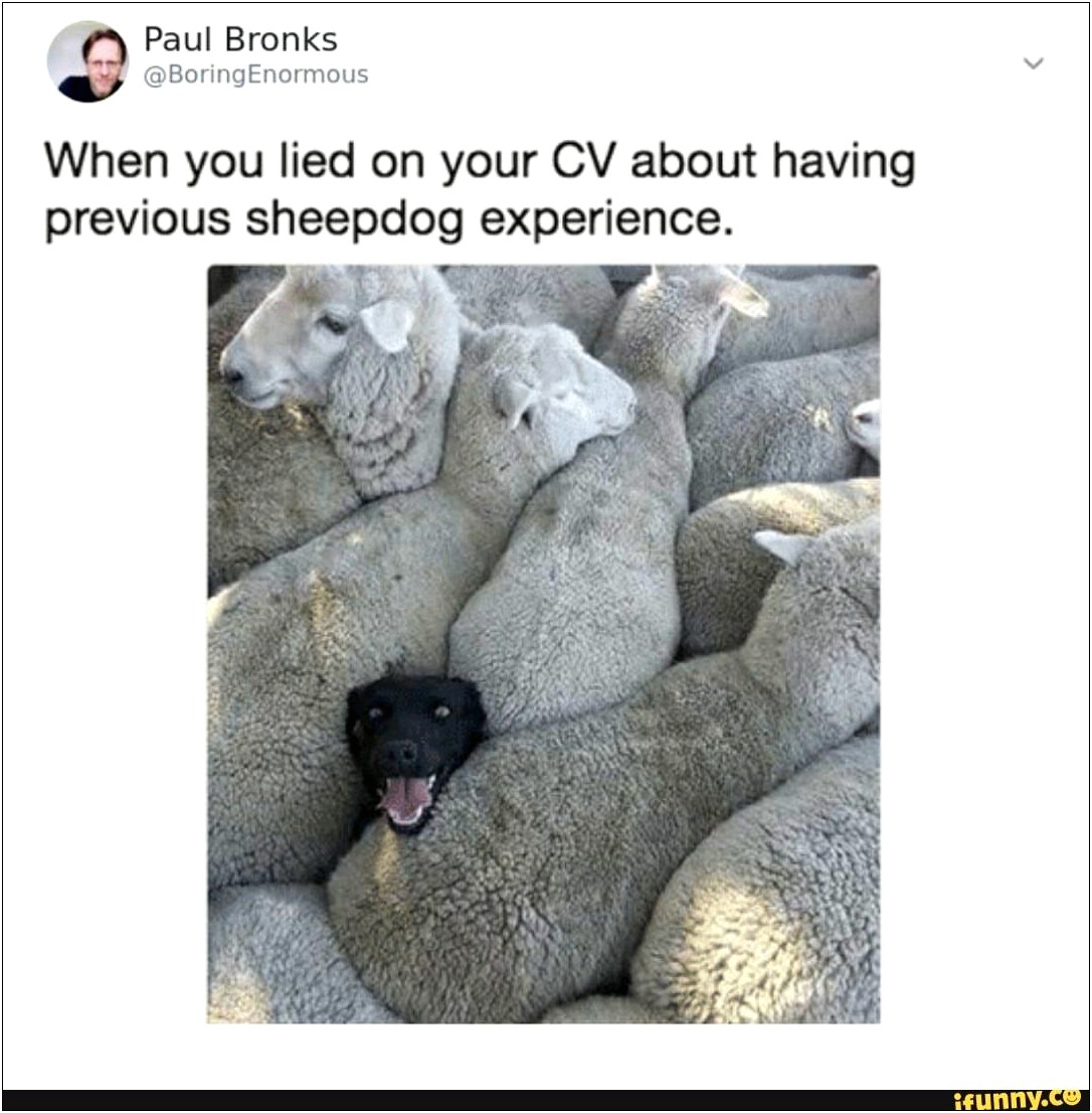 Lied On Your Resume About Sheepdog Experience