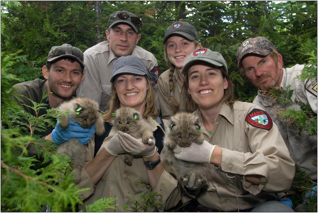 Resume Examples Of Wildlife Biologist Research