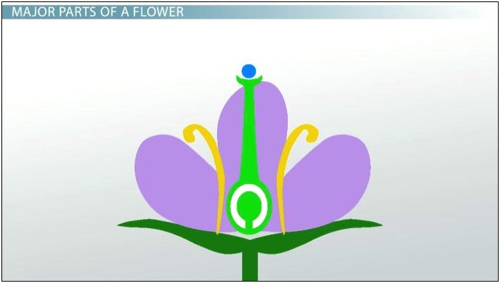 Anatomy Of A Flower Lesson Plan Template