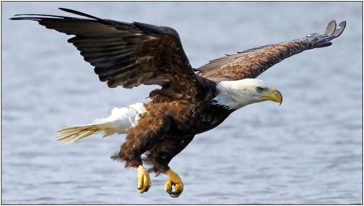 Bald Eagle Wildlife Management Plan Template