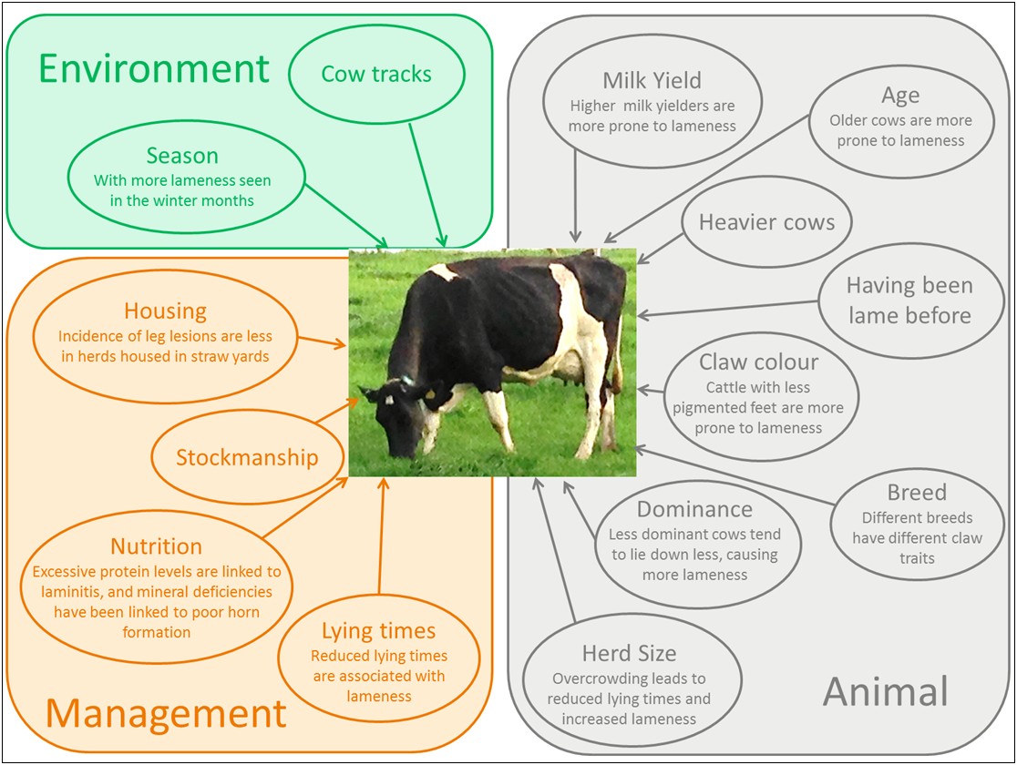 Beef Cattle Herd Health Plan Template