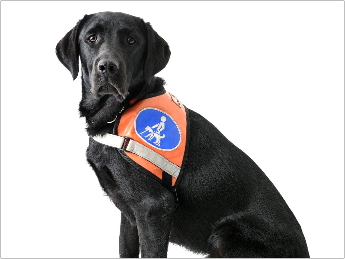 Canada Service Dog Letter From Doctor Template