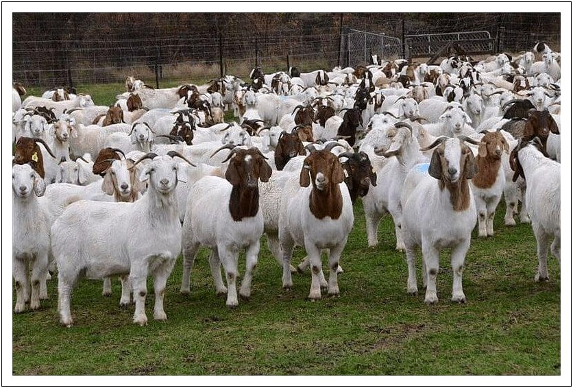 Goat Farming Business Plan Template Pdf