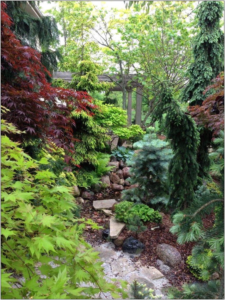 Japanese Dwarf Conifer Garden Design Plans Templates