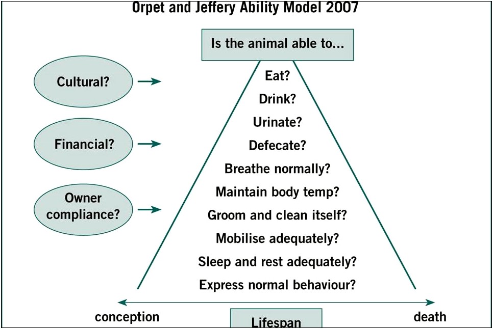 Orpet And Jeffrey Nursing Care Plan Template