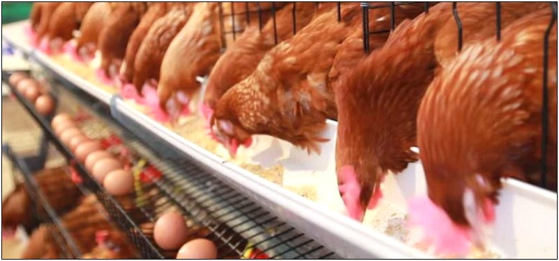 Poultry Farming Business Plan Template Doc