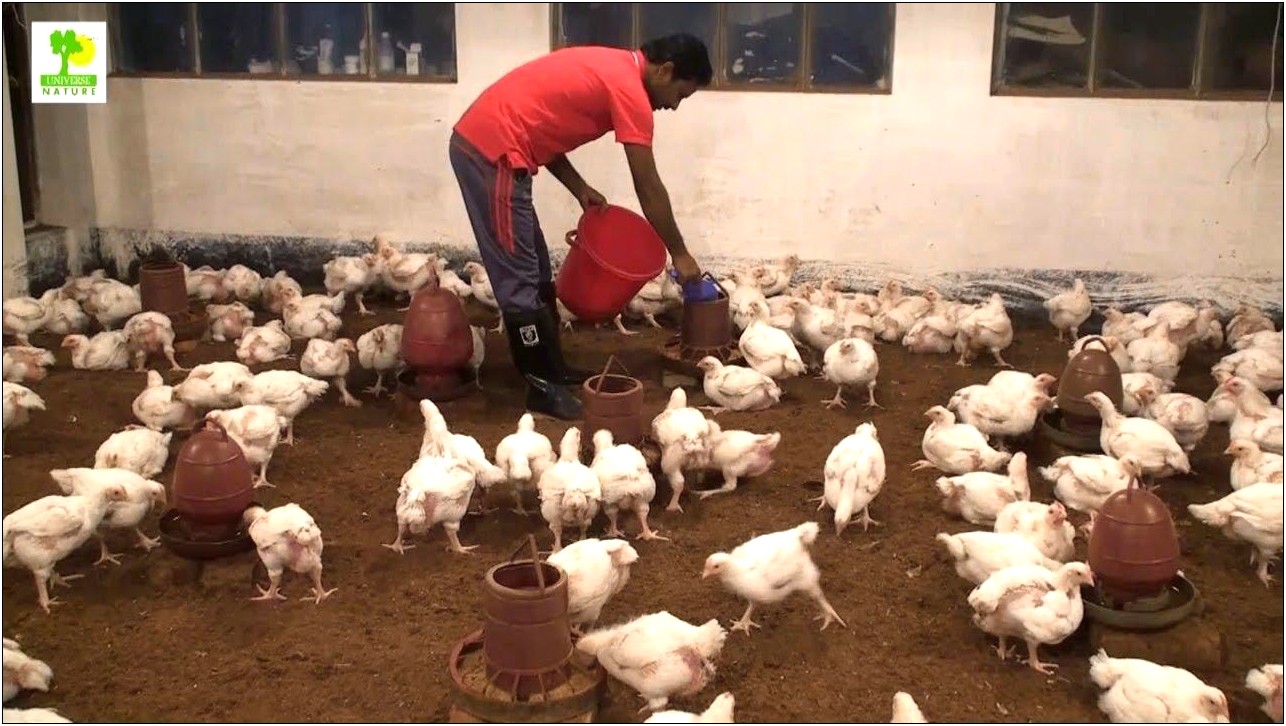 Poultry Farming Business Plan Template In South Africa