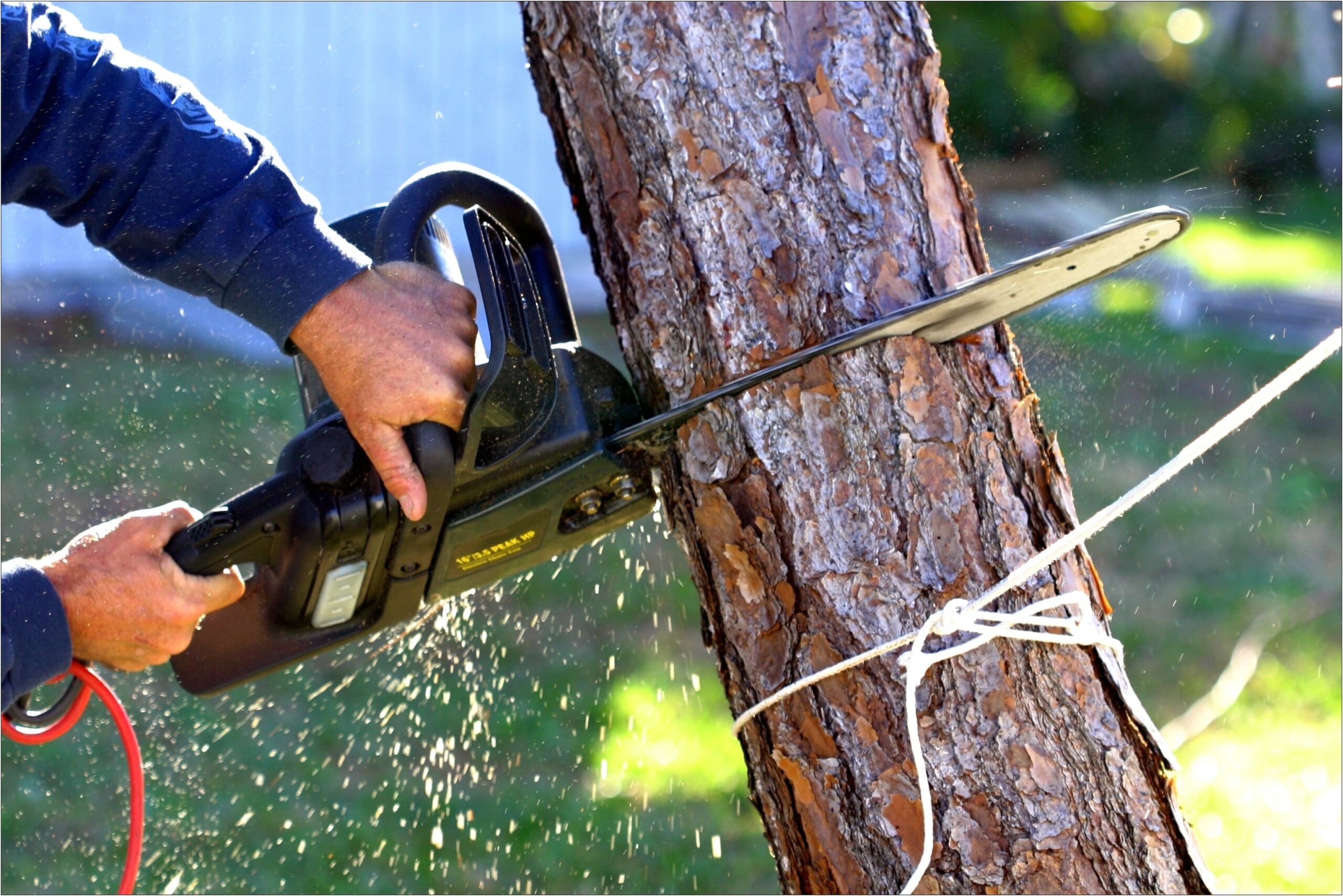 Requesting Permit To Cut Tree Letter Template