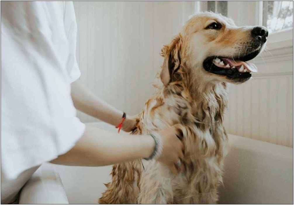 Sample Dog Grooming Business Plan Template