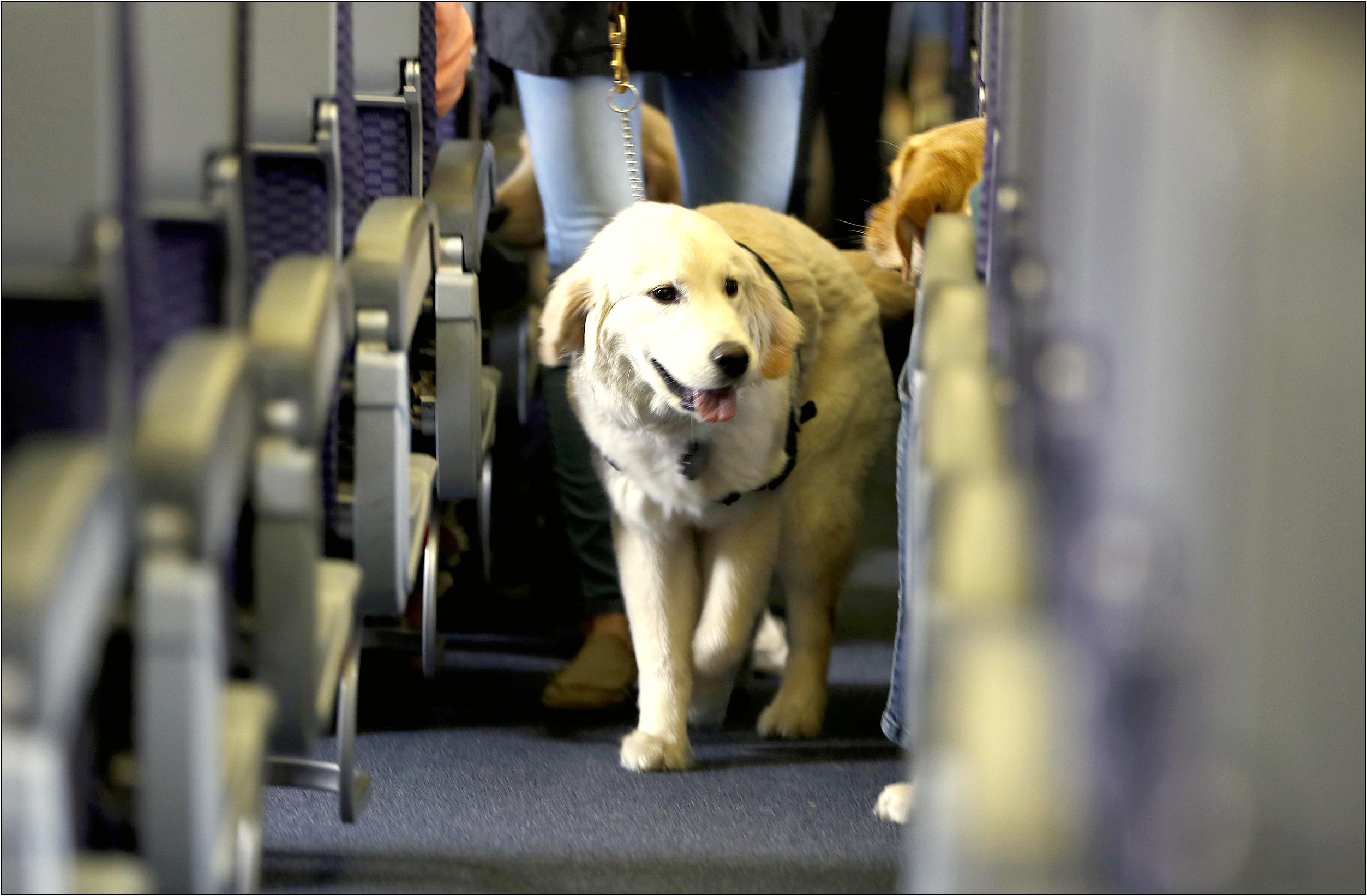 Service Dog Letter From Doctor For Tsa Template