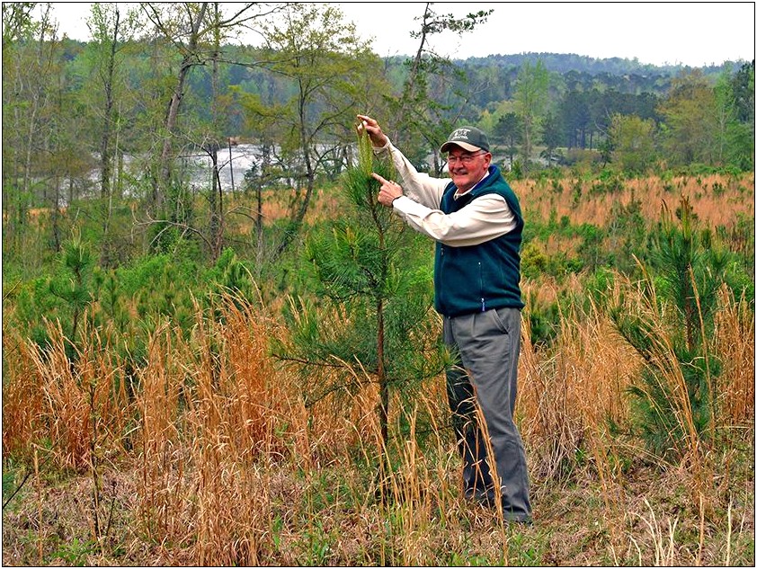 Small Town Tree Management Plan Template